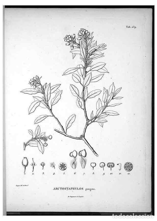 Sammeln von Zeitschriften und Zeitungen: Reproducci&oacute;n/Reproduction 49555972128: Nova genera et species plantarum :. Antverpiae :Ex officina C