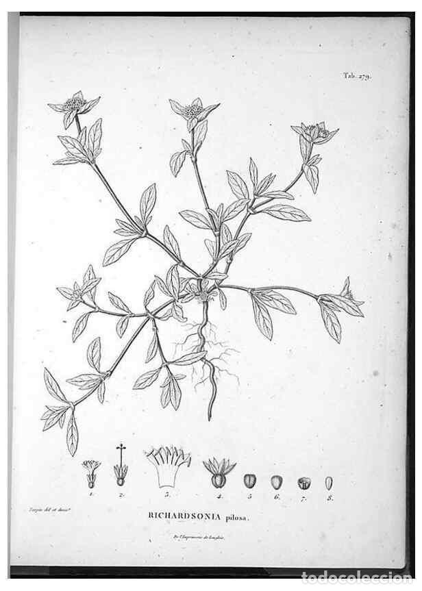 Sammeln von Zeitschriften und Zeitungen: Reproducci&oacute;n/Reproduction 49556707317: Nova genera et species plantarum :. Antverpiae :Ex officina C