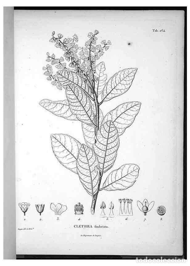 Sammeln von Zeitschriften und Zeitungen: Reproducci&oacute;n/Reproduction 49556467906: Nova genera et species plantarum :. Antverpiae :Ex officina C