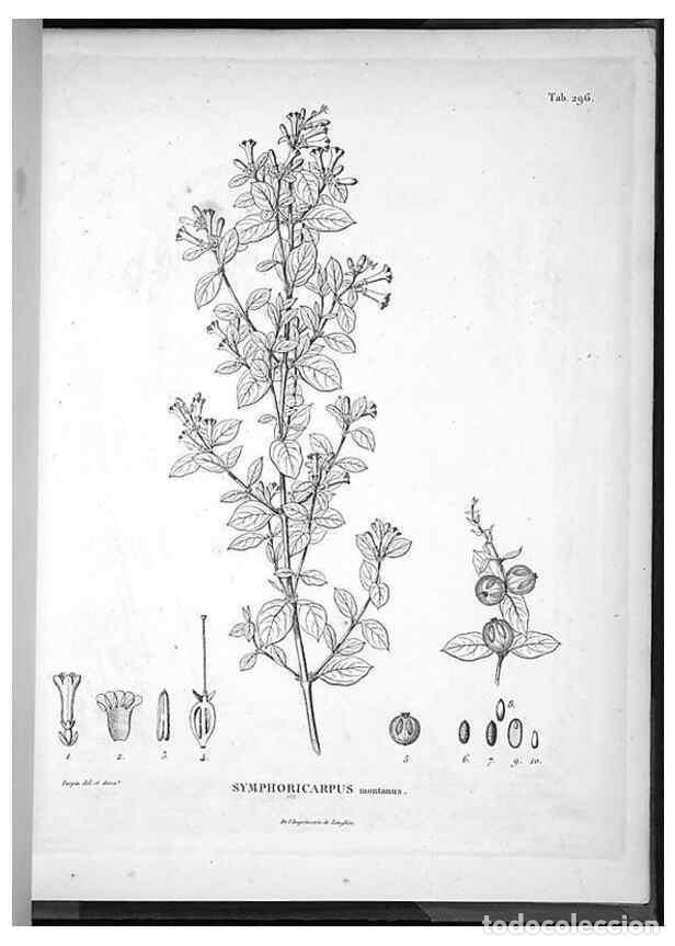Sammeln von Zeitschriften und Zeitungen: Reproducci&oacute;n/Reproduction 49556474096: Nova genera et species plantarum :. Antverpiae :Ex officina C