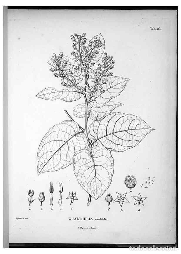 Sammeln von Zeitschriften und Zeitungen: Reproducci&oacute;n/Reproduction 49556704027: Nova genera et species plantarum :. Antverpiae :Ex officina C