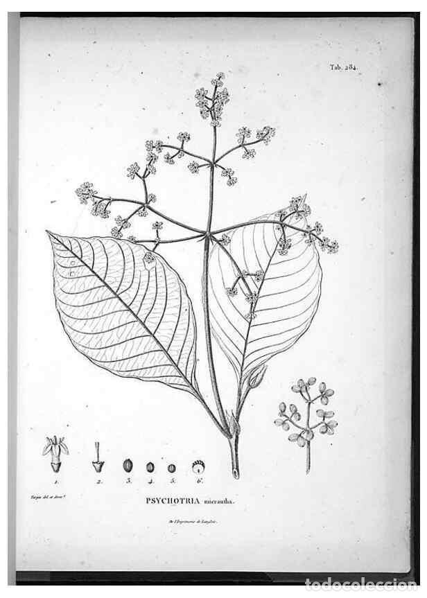 Sammeln von Zeitschriften und Zeitungen: Reproducci&oacute;n/Reproduction 49555976638: Nova genera et species plantarum :. Antverpiae :Ex officina C