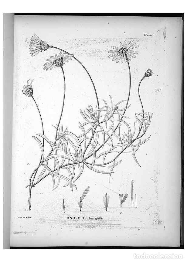 Sammeln von Zeitschriften und Zeitungen: Reproducci&oacute;n/Reproduction 49556002483: Nova genera et species plantarum :. Antverpiae :Ex officina C