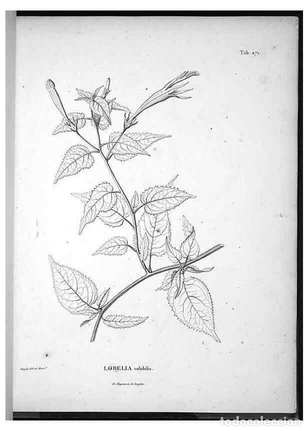 Sammeln von Zeitschriften und Zeitungen: Reproducci&oacute;n/Reproduction 49555974233: Nova genera et species plantarum :. Antverpiae :Ex officina C