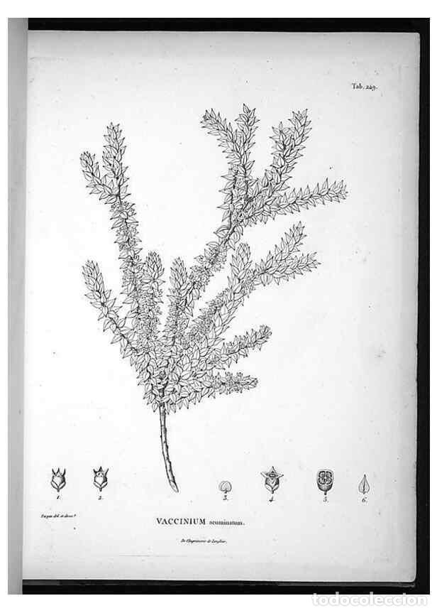 Sammeln von Zeitschriften und Zeitungen: Reproducci&oacute;n/Reproduction 49556702082: Nova genera et species plantarum :. Antverpiae :Ex officina C
