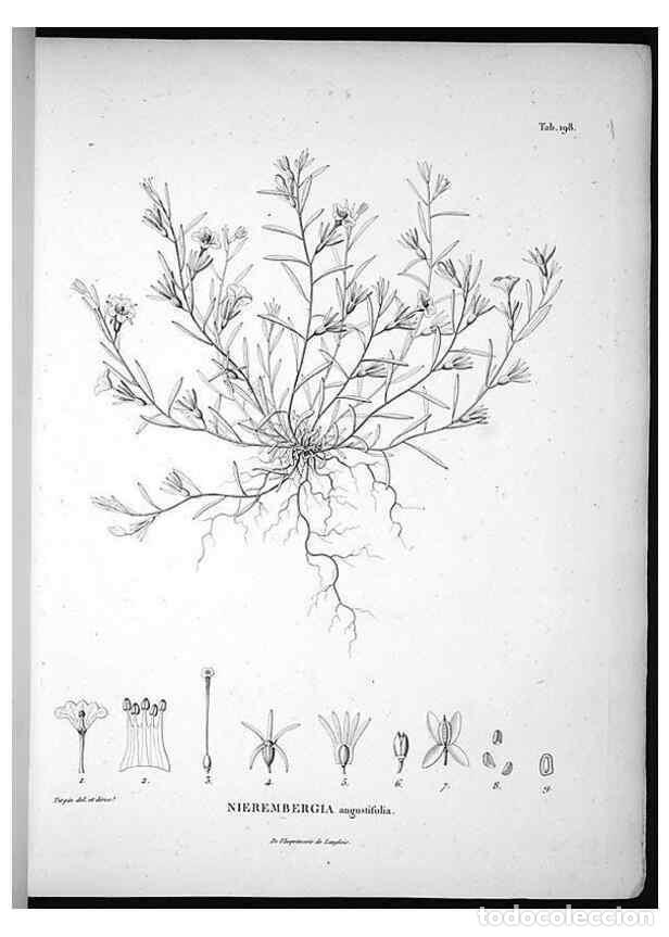 Sammeln von Zeitschriften und Zeitungen: Reproducci&oacute;n/Reproduction 49555961438: Nova genera et species plantarum :. Antverpiae :Ex officina C