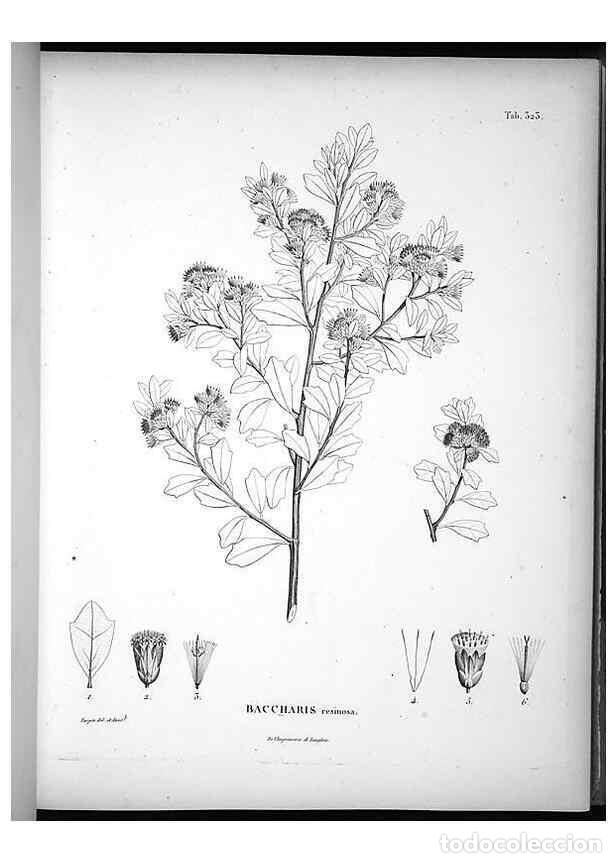 Sammeln von Zeitschriften und Zeitungen: Reproducci&oacute;n/Reproduction 49556737637: Nova genera et species plantarum :. Antverpiae :Ex officina C