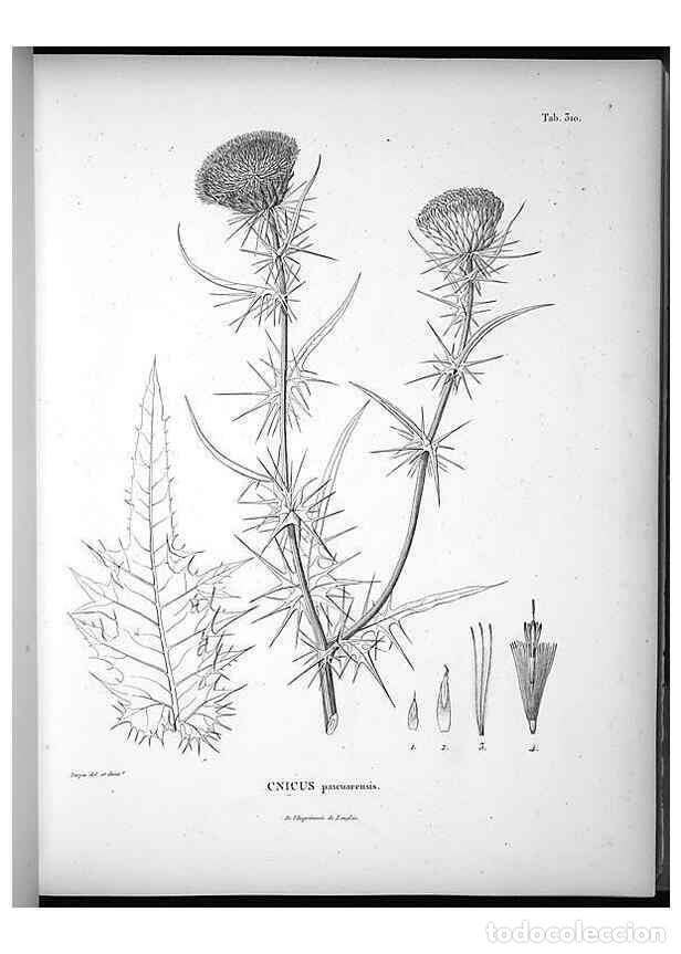 Sammeln von Zeitschriften und Zeitungen: Reproducci&oacute;n/Reproduction 49556498196: Nova genera et species plantarum :. Antverpiae :Ex officina C