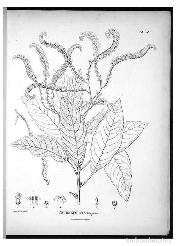 Sammeln von Zeitschriften und Zeitungen: Reproducci&oacute;n/Reproduction 49556457286: Nova genera et species plantarum :. Antverpiae :Ex officina C