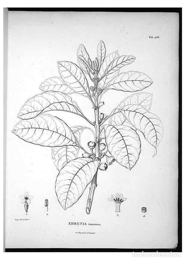 Sammeln von Zeitschriften und Zeitungen: Reproducci&oacute;n/Reproduction 49556694512: Nova genera et species plantarum :. Antverpiae :Ex officina C