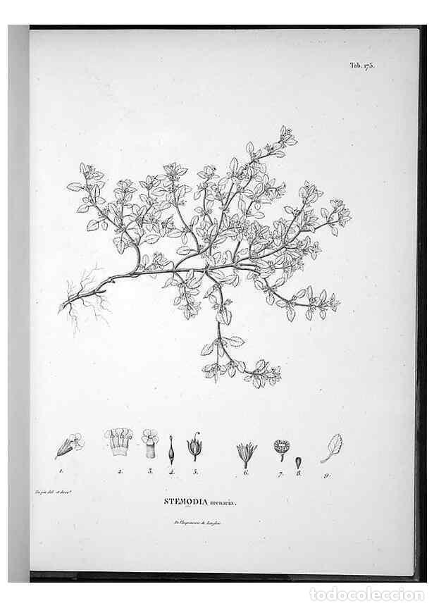 Sammeln von Zeitschriften und Zeitungen: Reproducci&oacute;n/Reproduction 49555924843: Nova genera et species plantarum :. Antverpiae :Ex officina C