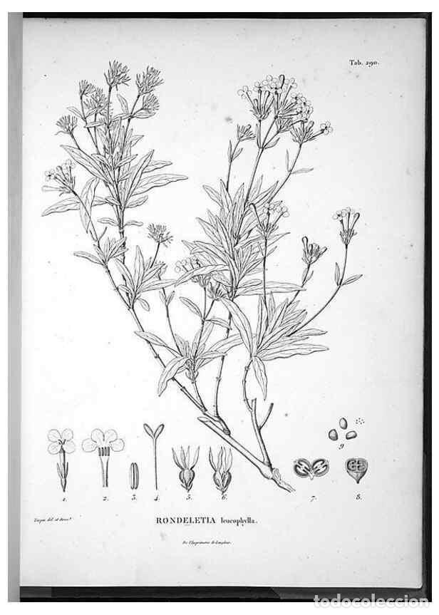 Sammeln von Zeitschriften und Zeitungen: Reproducci&oacute;n/Reproduction 49556472901: Nova genera et species plantarum :. Antverpiae :Ex officina C