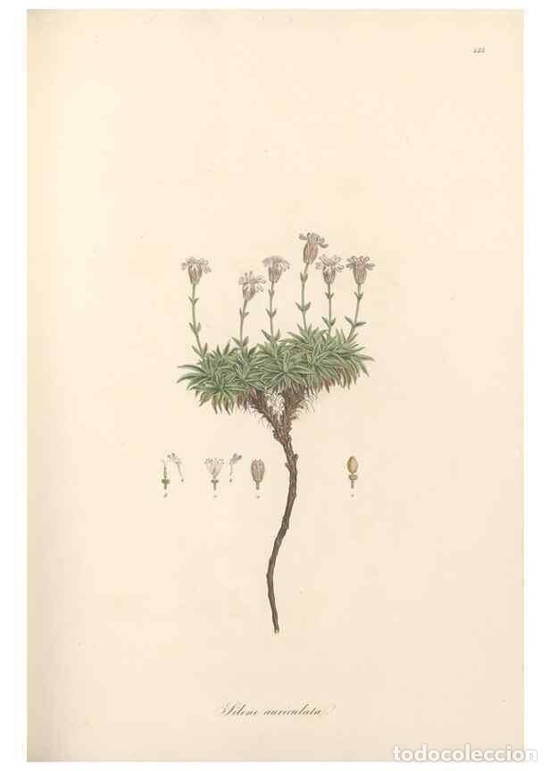 Coleccionismo de Revistas y Peri&oacute;dicos: Reproducci&oacute;n/Reproduction 49557563651: Flora Graeca, sive, Plantarum rariorum historia, quas in prov