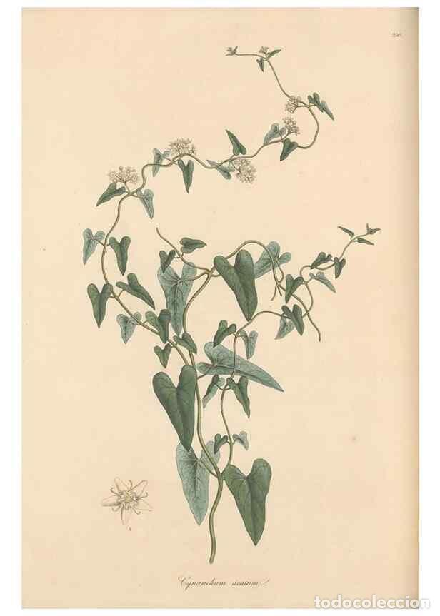 Coleccionismo de Revistas y Peri&oacute;dicos: Reproducci&oacute;n/Reproduction 49556706713: Flora Graeca, sive, Plantarum rariorum historia, quas in prov