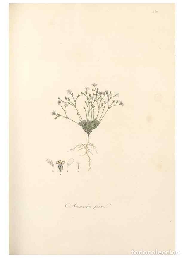Coleccionismo de Revistas y Peri&oacute;dicos: Reproducci&oacute;n/Reproduction 49557565066: Flora Graeca, sive, Plantarum rariorum historia, quas in prov