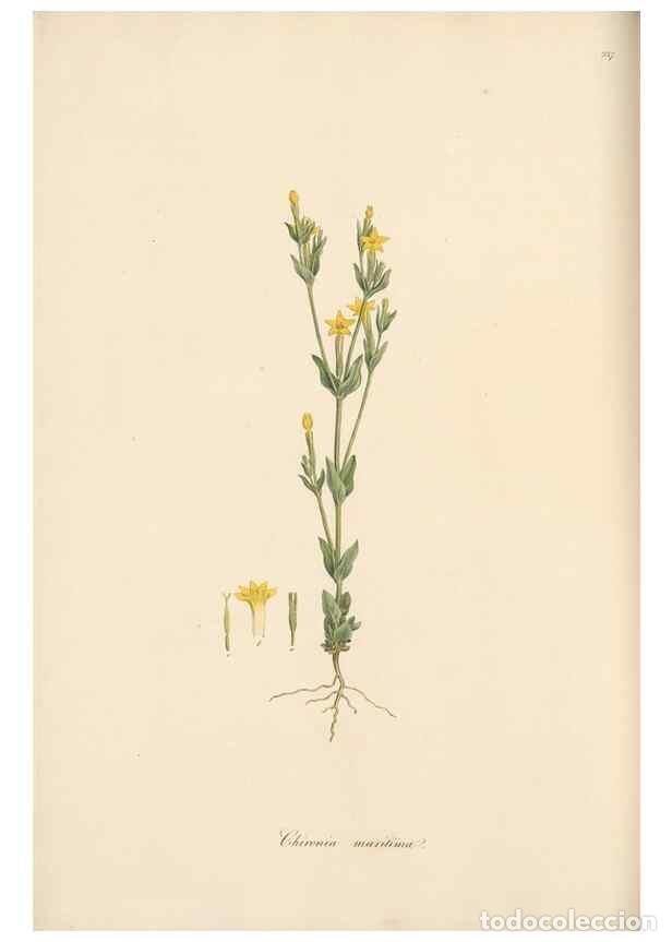 Coleccionismo de Revistas y Peri&oacute;dicos: Reproducci&oacute;n/Reproduction 49557201976: Flora Graeca, sive, Plantarum rariorum historia, quas in prov