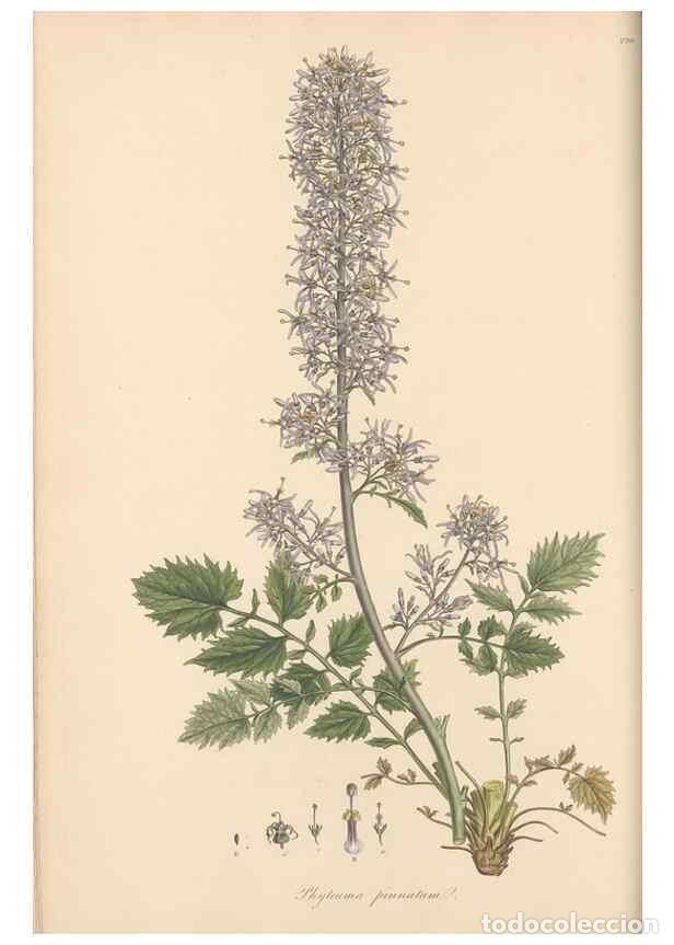 Coleccionismo de Revistas y Peri&oacute;dicos: Reproducci&oacute;n/Reproduction 49557197596: Flora Graeca, sive, Plantarum rariorum historia, quas in prov