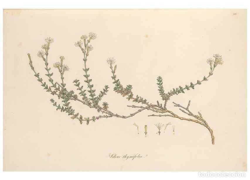 Coleccionismo de Revistas y Peri&oacute;dicos: Reproducci&oacute;n/Reproduction 49557059353: Flora Graeca, sive, Plantarum rariorum historia, quas in prov