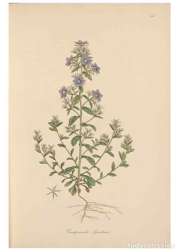 Coleccionismo de Revistas y Peri&oacute;dicos: Reproducci&oacute;n/Reproduction 49556697518: Flora Graeca, sive, Plantarum rariorum historia, quas in prov