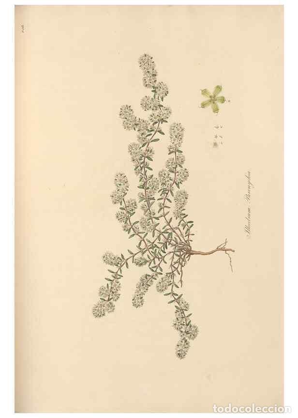 Coleccionismo de Revistas y Peri&oacute;dicos: Reproducci&oacute;n/Reproduction 49556705638: Flora Graeca, sive, Plantarum rariorum historia, quas in prov