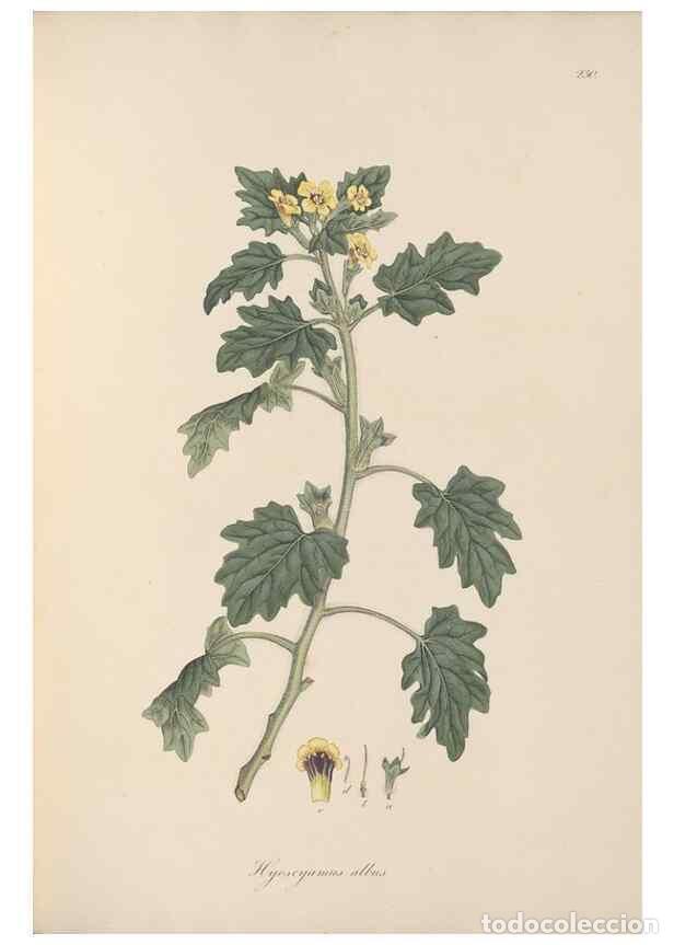 Coleccionismo de Revistas y Peri&oacute;dicos: Reproducci&oacute;n/Reproduction 49556701113: Flora Graeca, sive, Plantarum rariorum historia, quas in prov