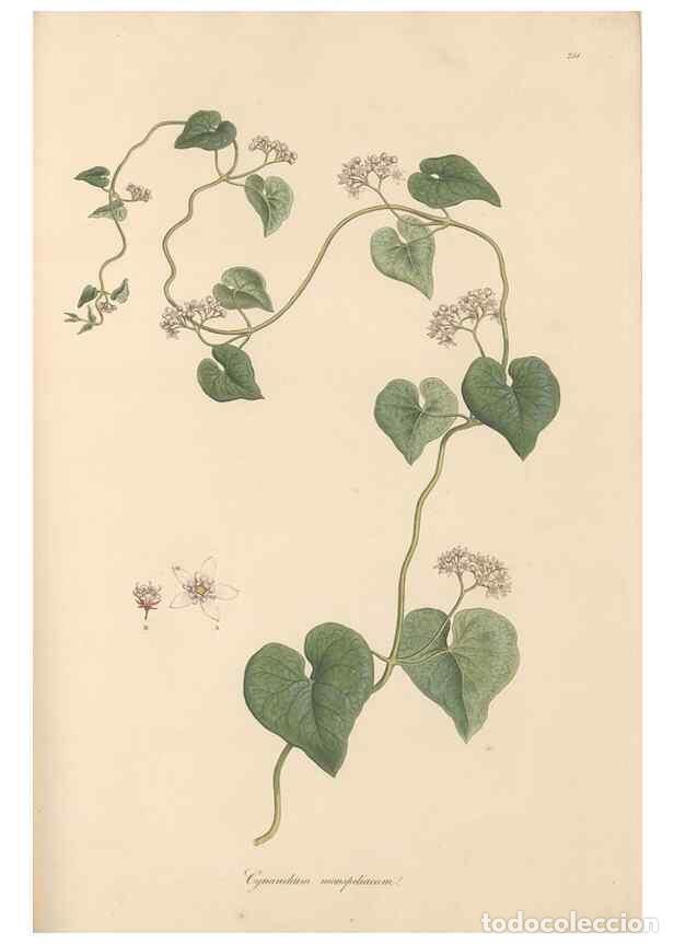 Coleccionismo de Revistas y Peri&oacute;dicos: Reproducci&oacute;n/Reproduction 49556707033: Flora Graeca, sive, Plantarum rariorum historia, quas in prov