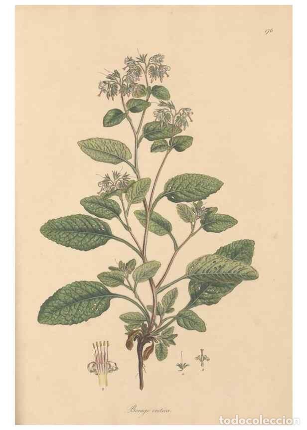 Coleccionismo de Revistas y Peri&oacute;dicos: Reproducci&oacute;n/Reproduction 49557120092: Flora Graeca, sive, Plantarum rariorum historia, quas in prov