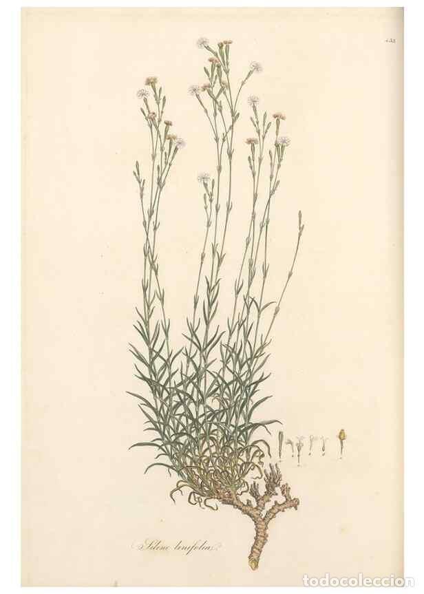 Sammeln von Zeitschriften und Zeitungen: Reproducci&oacute;n/Reproduction 49557065328: Flora Graeca, sive, Plantarum rariorum historia, quas in prov