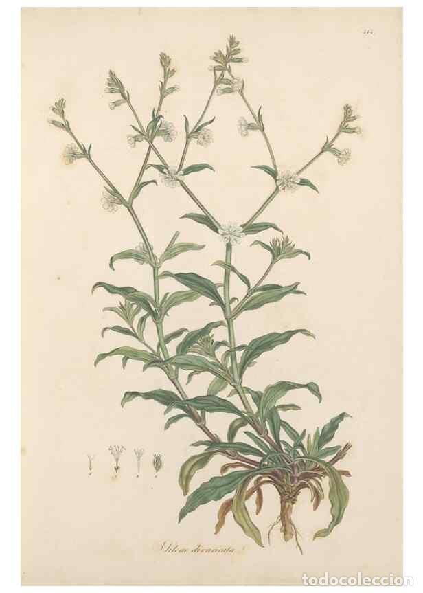 Colecionismo de Revistas e Jornais: Reproducci&oacute;n/Reproduction 49557060273: Flora Graeca, sive, Plantarum rariorum historia, quas in prov