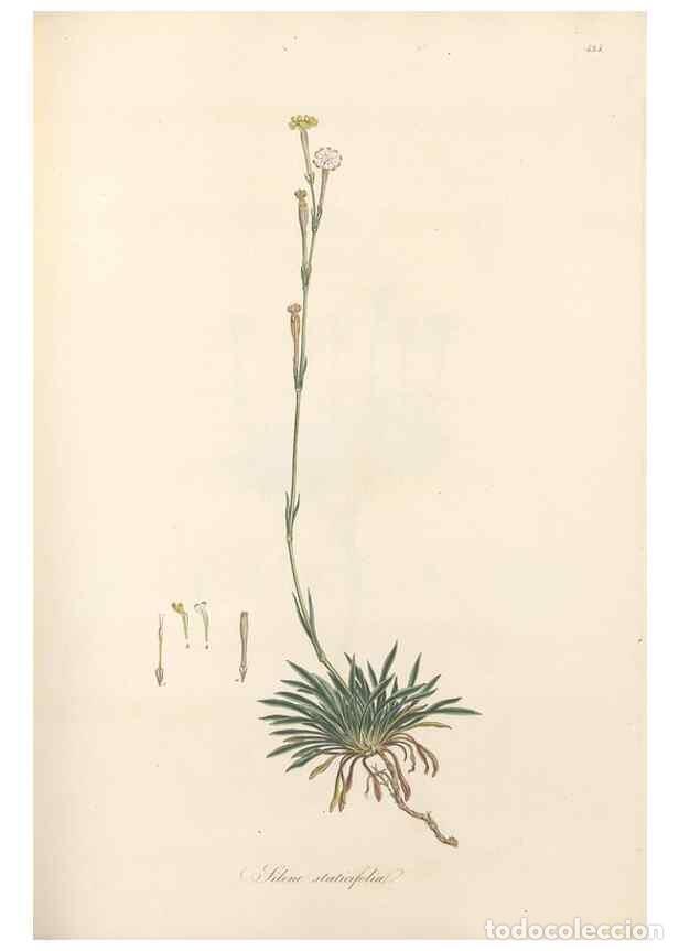 Colecionismo de Revistas e Jornais: Reproducci&oacute;n/Reproduction 49557563311: Flora Graeca, sive, Plantarum rariorum historia, quas in prov