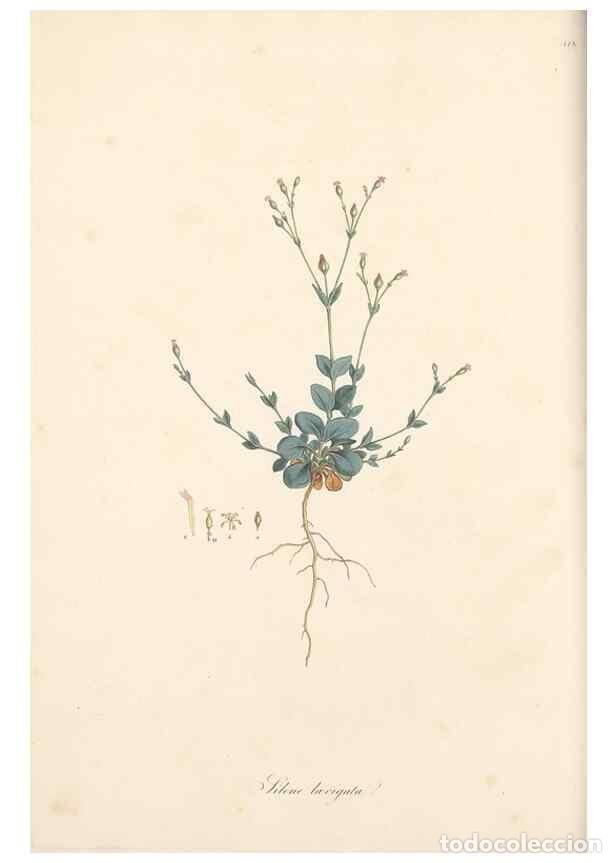 Colecionismo de Revistas e Jornais: Reproducci&oacute;n/Reproduction 49557061248: Flora Graeca, sive, Plantarum rariorum historia, quas in prov