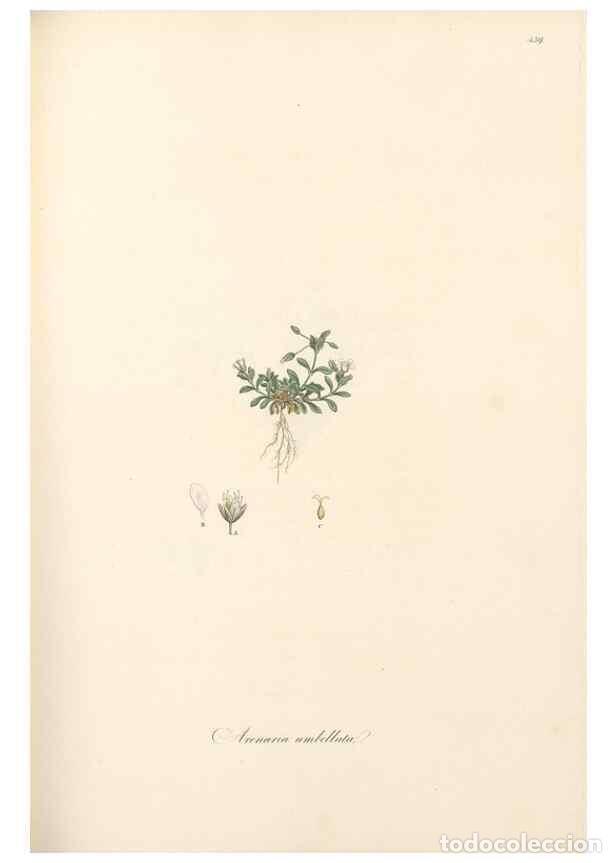 Colecionismo de Revistas e Jornais: Reproducci&oacute;n/Reproduction 49557799517: Flora Graeca, sive, Plantarum rariorum historia, quas in prov