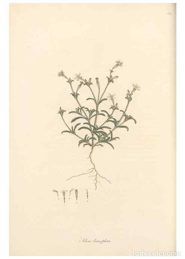 Colecionismo de Revistas e Jornais: Reproducci&oacute;n/Reproduction 49557560141: Flora Graeca, sive, Plantarum rariorum historia, quas in prov