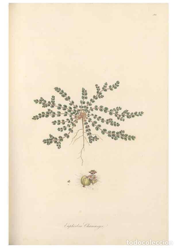 Colecionismo de Revistas e Jornais: Reproducci&oacute;n/Reproduction 49557571981: Flora Graeca, sive, Plantarum rariorum historia, quas in prov