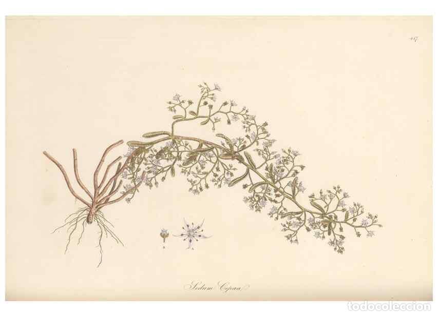 Colecionismo de Revistas e Jornais: Reproducci&oacute;n/Reproduction 49557567381: Flora Graeca, sive, Plantarum rariorum historia, quas in prov