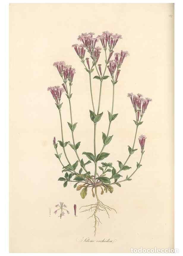 Colecionismo de Revistas e Jornais: Reproducci&oacute;n/Reproduction 49557063553: Flora Graeca, sive, Plantarum rariorum historia, quas in prov