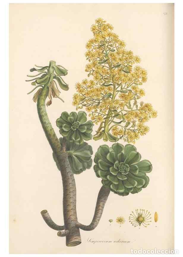 Colecionismo de Revistas e Jornais: Reproducci&oacute;n/Reproduction 49557811362: Flora Graeca, sive, Plantarum rariorum historia, quas in prov