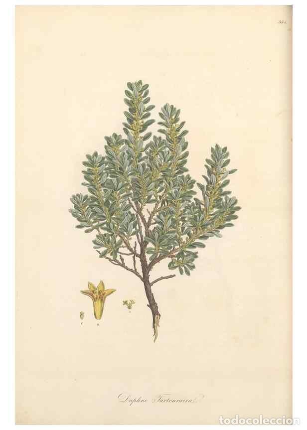 Colecionismo de Revistas e Jornais: Reproducci&oacute;n/Reproduction 49557614717: Flora Graeca, sive, Plantarum rariorum historia, quas in prov