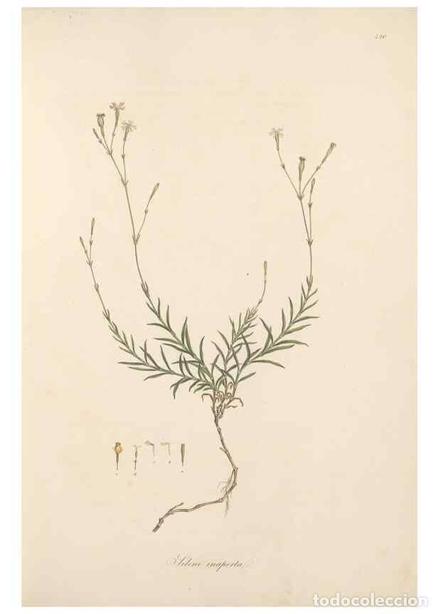 Colecionismo de Revistas e Jornais: Reproducci&oacute;n/Reproduction 49557061743: Flora Graeca, sive, Plantarum rariorum historia, quas in prov