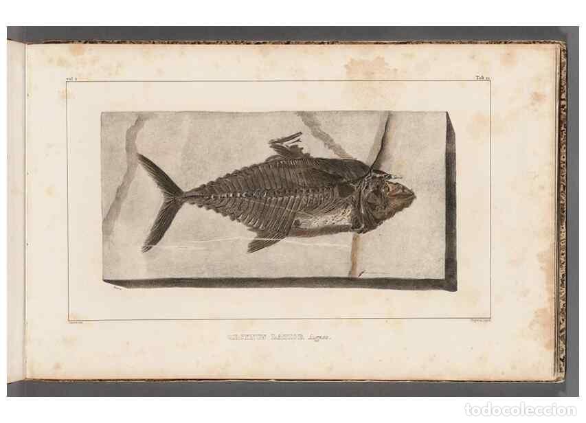 Colecionismo de Revistas e Jornais: Reproducci&oacute;n/Reproduction 49639776628: Recherches sur les poissons fossiles ... /. Neuchatel :Petitp