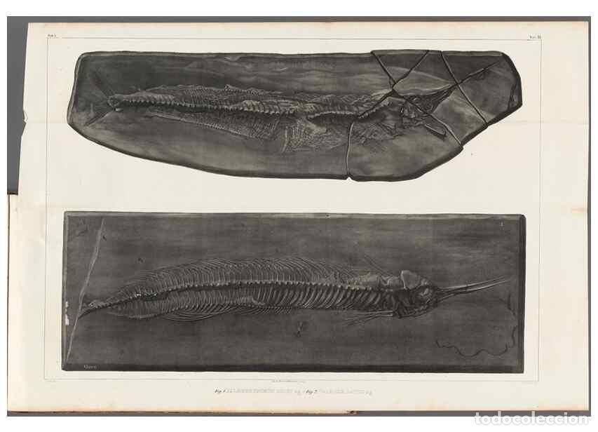 Colecionismo de Revistas e Jornais: Reproducci&oacute;n/Reproduction 49640576042: Recherches sur les poissons fossiles ... /. Neuchatel :Petitp