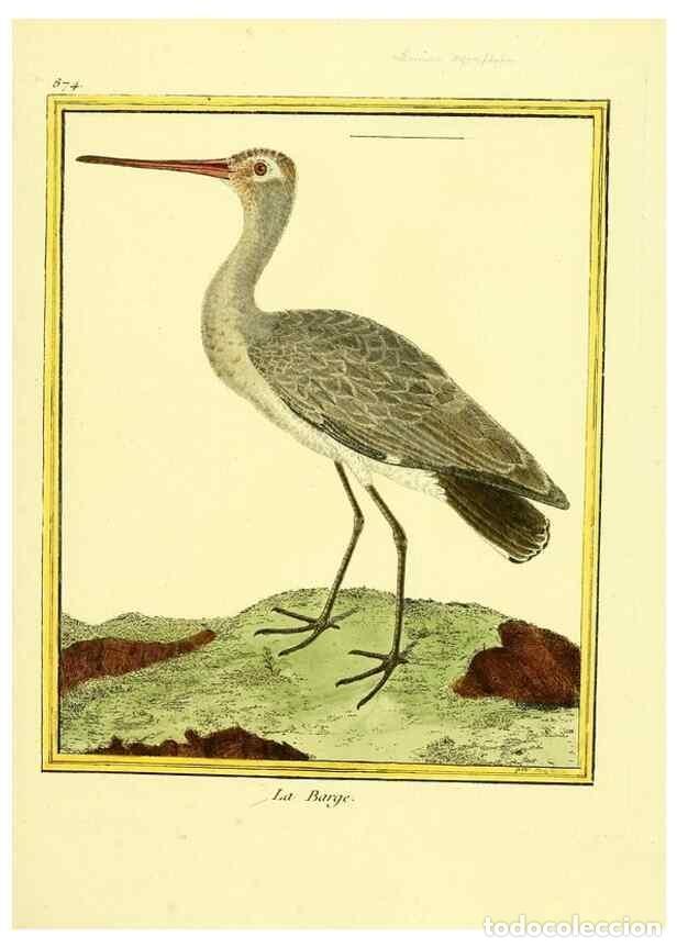 Colecionismo de Revistas e Jornais: Reproducci&oacute;n/Reproduction 49640744107: Planches enlumin&eacute;es d'histoire naturelle. Paris? :s.n.,1765-1