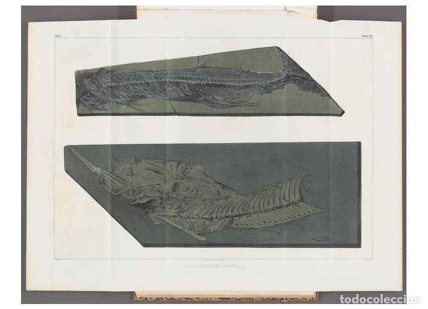 Colecionismo de Revistas e Jornais: Reproducci&oacute;n/Reproduction 49640305011: Recherches sur les poissons fossiles ... /. Neuchatel :Petitp
