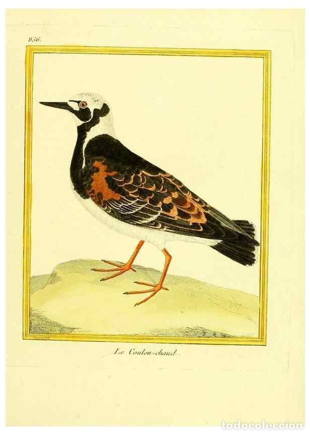 Colecionismo de Revistas e Jornais: Reproducci&oacute;n/Reproduction 49640738412: Planches enlumin&eacute;es d'histoire naturelle. Paris? :s.n.,1765-1