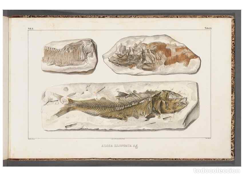 Colecionismo de Revistas e Jornais: Reproducci&oacute;n/Reproduction 49639792273: Recherches sur les poissons fossiles ... /. Neuchatel :Petitp