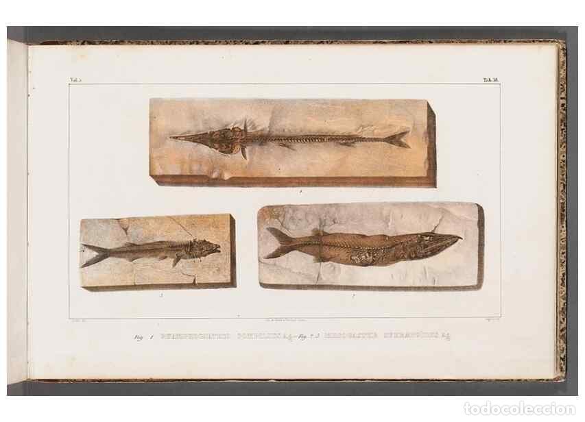 Colecionismo de Revistas e Jornais: Reproducci&oacute;n/Reproduction 49640307046: Recherches sur les poissons fossiles ... /. Neuchatel :Petitp