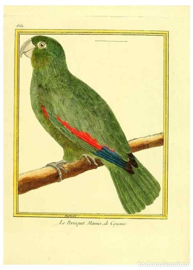 Colecionismo de Revistas e Jornais: Reproducci&oacute;n/Reproduction 49640739822: Planches enlumin&eacute;es d'histoire naturelle. Paris? :s.n.,1765-1