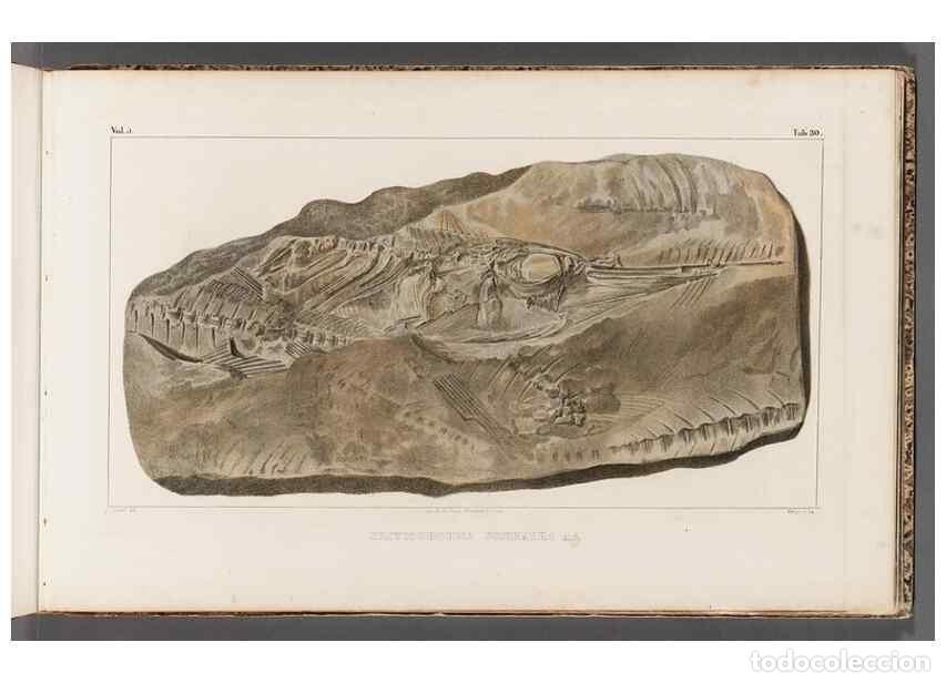 Colecionismo de Revistas e Jornais: Reproducci&oacute;n/Reproduction 49639779088: Recherches sur les poissons fossiles ... /. Neuchatel :Petitp