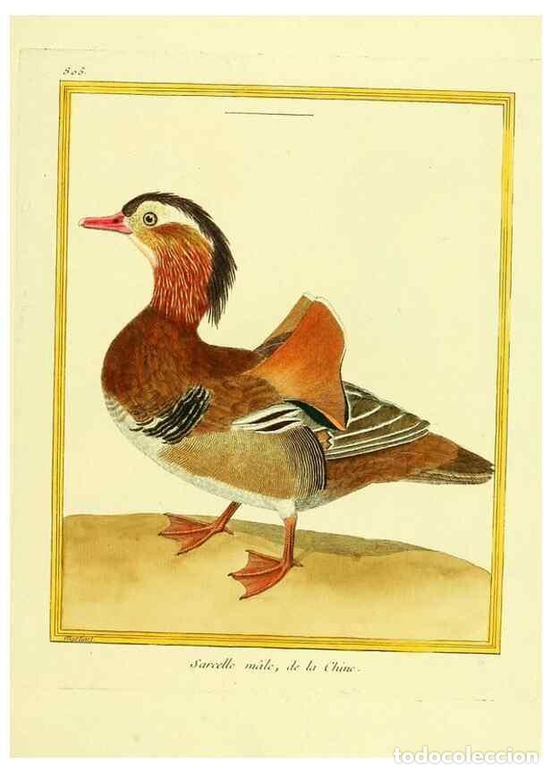 Colecionismo de Revistas e Jornais: Reproducci&oacute;n/Reproduction 49639924593: Planches enlumin&eacute;es d'histoire naturelle. Paris? :s.n.,1765-1