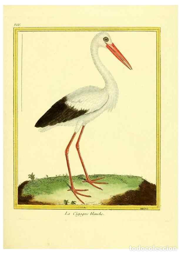 Colecionismo de Revistas e Jornais: Reproducci&oacute;n/Reproduction 49640741312: Planches enlumin&eacute;es d'histoire naturelle. Paris? :s.n.,1765-1